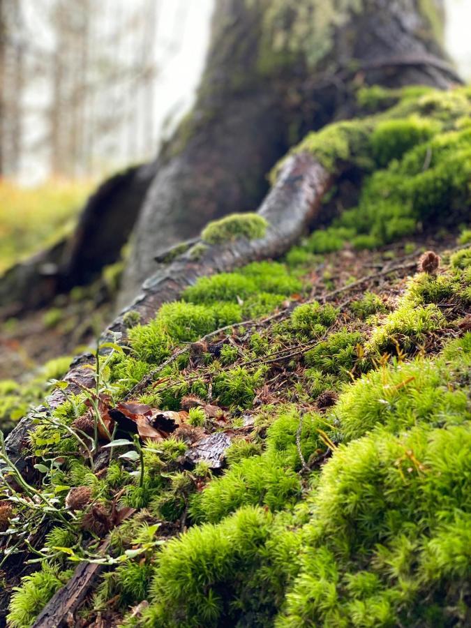 No 19 In The Black Forest St. Blasien Dış mekan fotoğraf