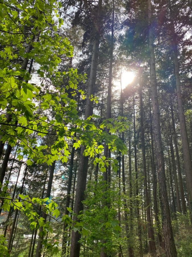 No 19 In The Black Forest St. Blasien Dış mekan fotoğraf