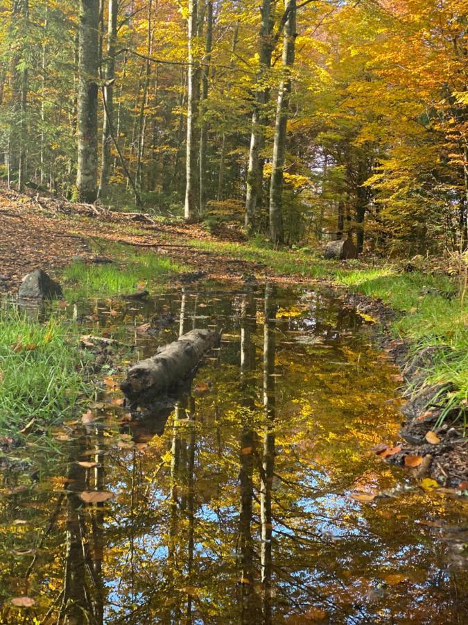 No 19 In The Black Forest St. Blasien Dış mekan fotoğraf